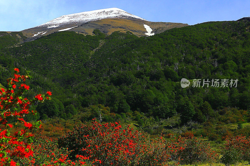 巴塔哥尼亚山脉，红色的野花，草原景观，卡拉法特，阿根廷