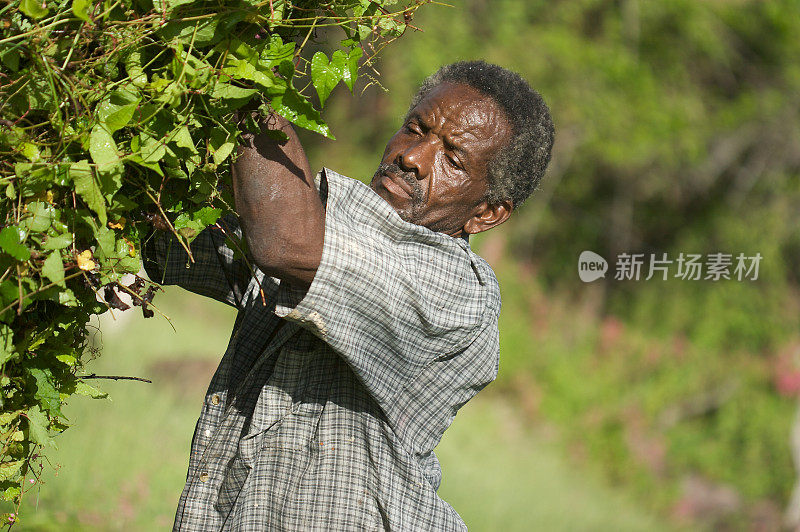 园丁从篱笆上割草