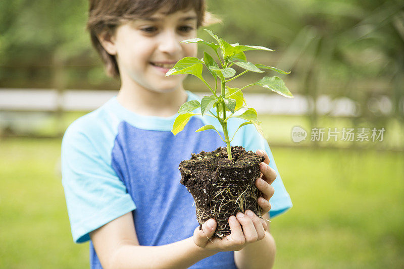 小男孩把幼苗种在户外的泥土里。
