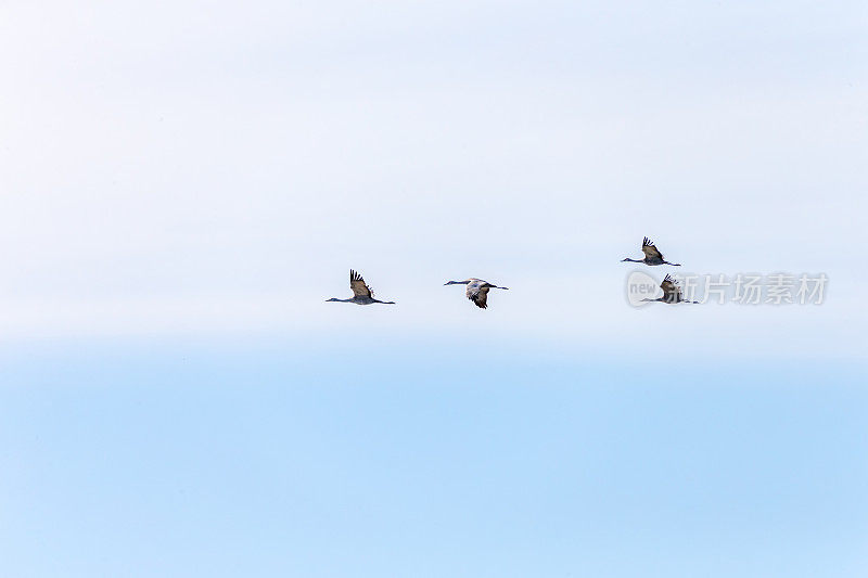 四只沙丘鹤，加利福尼亚，美国