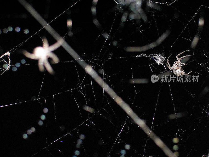 蜘蛛恐惧症:在黑暗中使用蜘蛛网