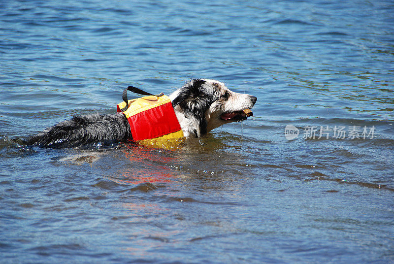 穿着救生衣的狗在水里
