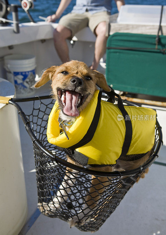 快乐的狗在船上捕鱼