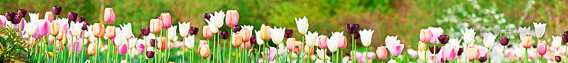 春季花园，各种各样的郁金香花(全景)