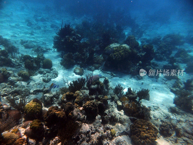 加勒比海的珊瑚礁