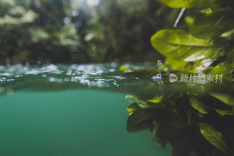 雨林中的一滴水
