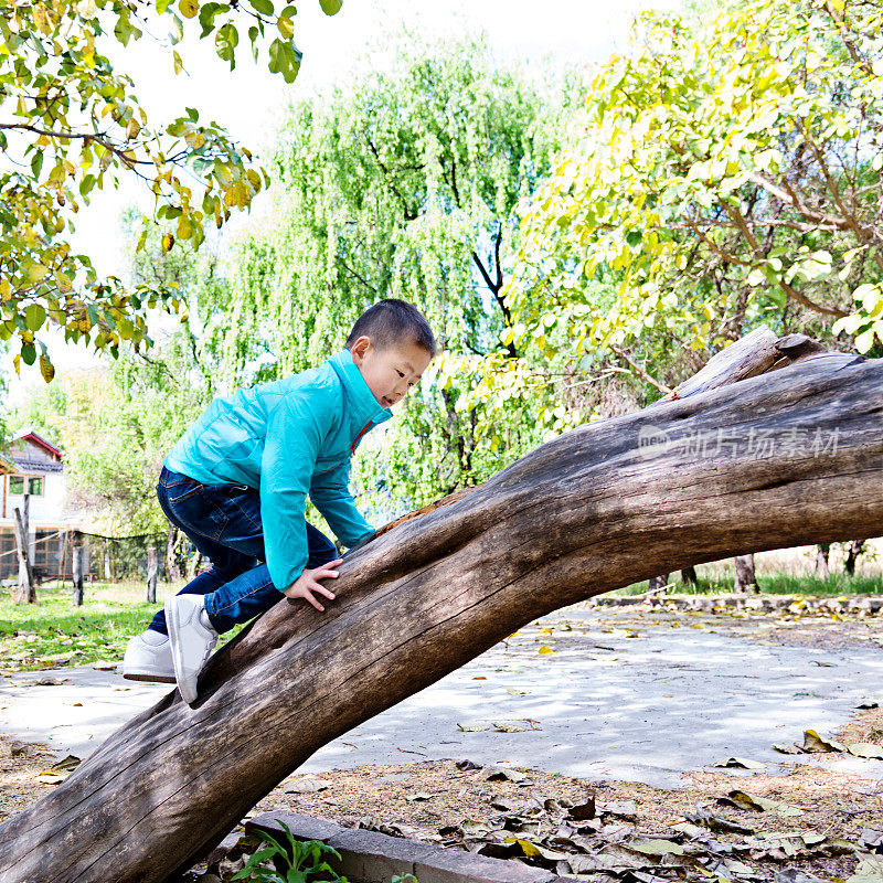 一个亚洲小男孩在爬树