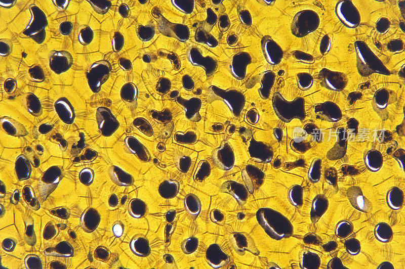 植物细胞质胞间连丝