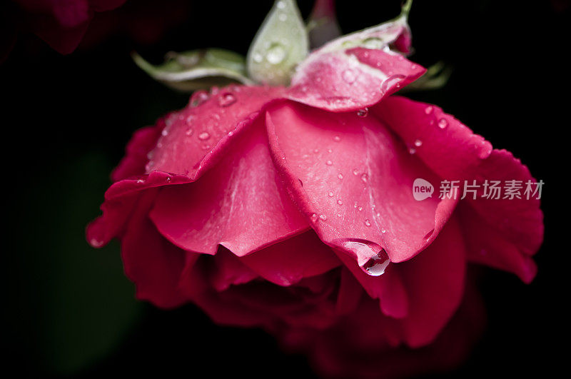 雨滴落在玫瑰花瓣上