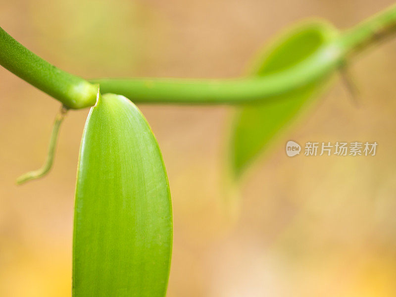 香草的细节