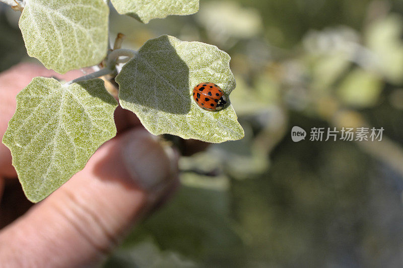 白杨叶上丑角瓢虫