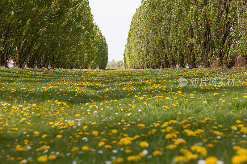 长满蒲公英和雏菊的草地，树木成行