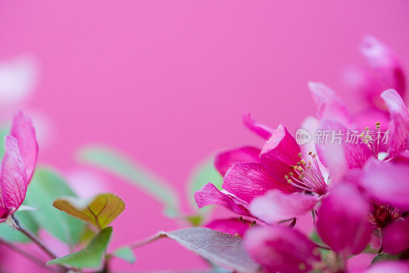 粉红色背景上的日本樱花(细叶李)-特写