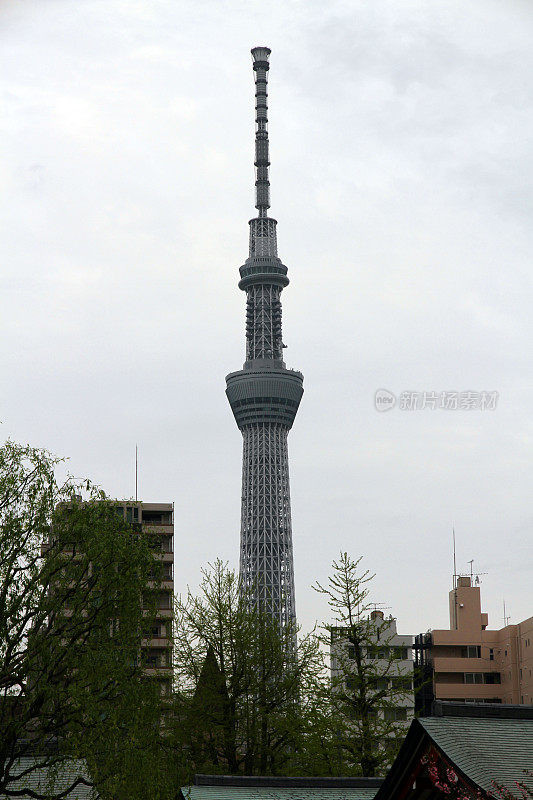 灰色天空树