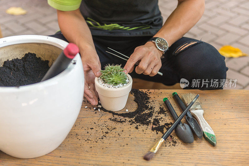 园丁用白色的砾石装饰多肉植物