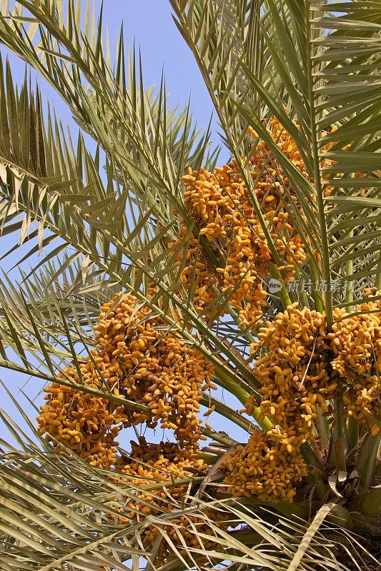 枣树在棕榈上成熟，阿拉伯的初夏，迪拜