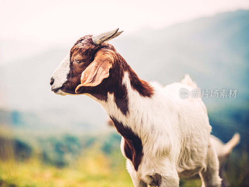 山上牧场上的小山羊