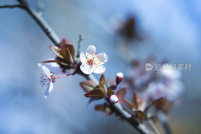 樱花樱花