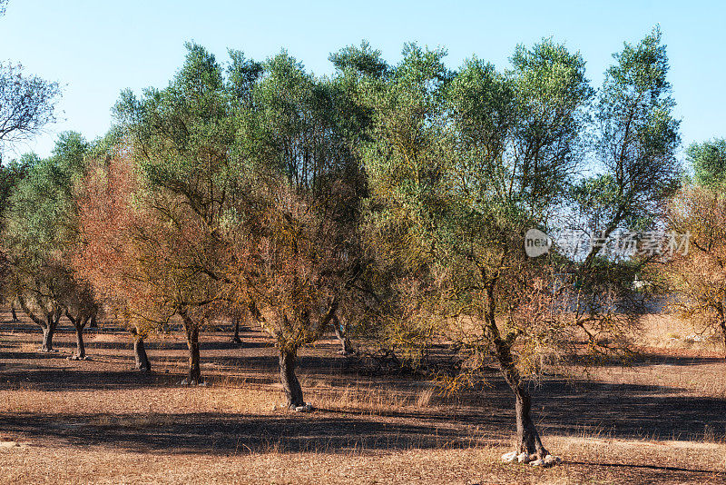 橄榄树病袭击了意大利南部，特别是莱切省