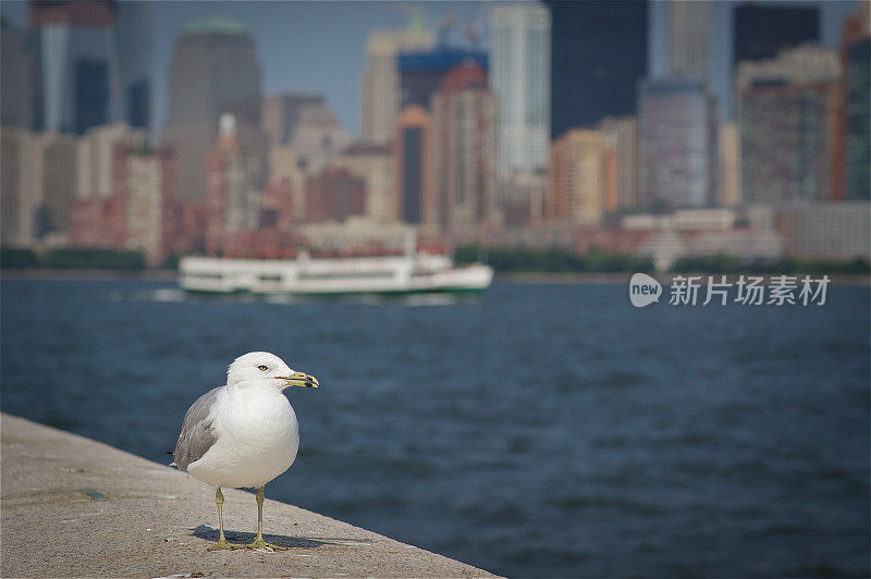 鸟在纽约海滨降落