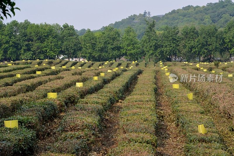 中国浙江省杭州市龙井茶园