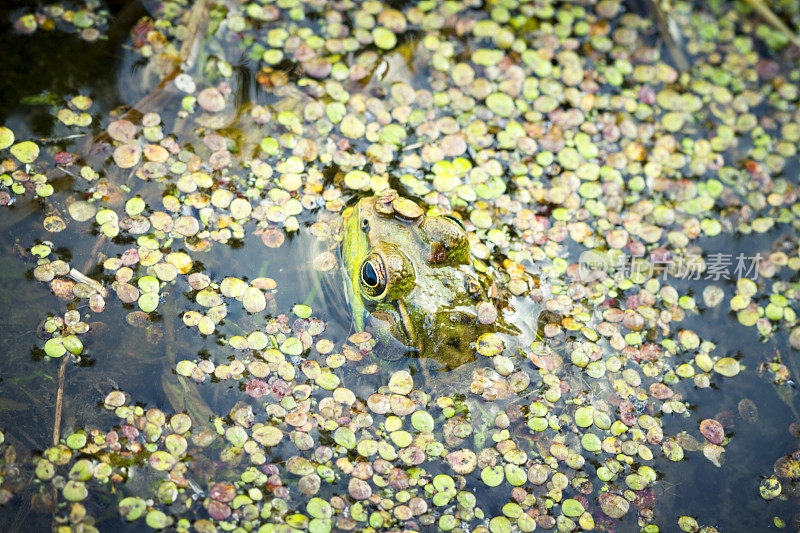 沼泽里的牛蛙