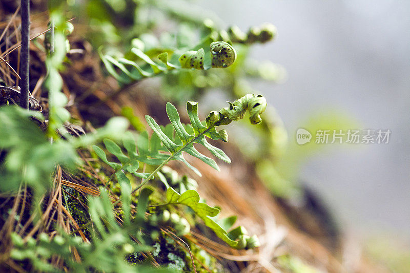 蕨类植物开花