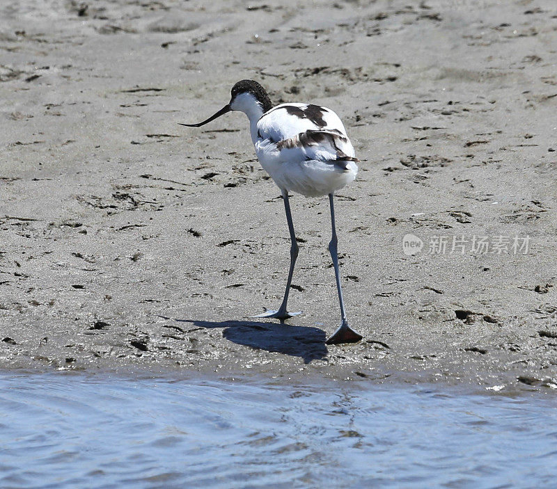 脚Avocet