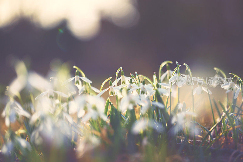 雪花莲(雪花)