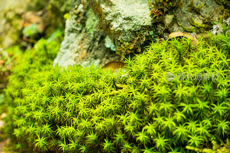 苔藓特写