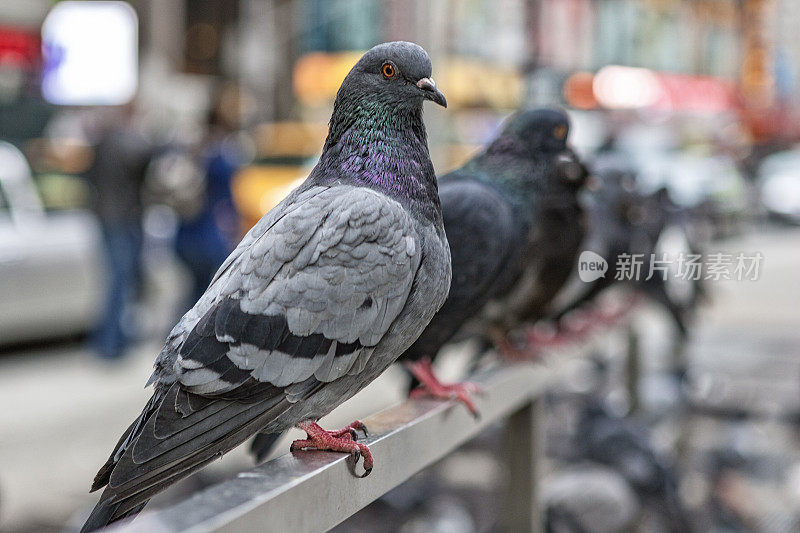 鸽子在纽约排队