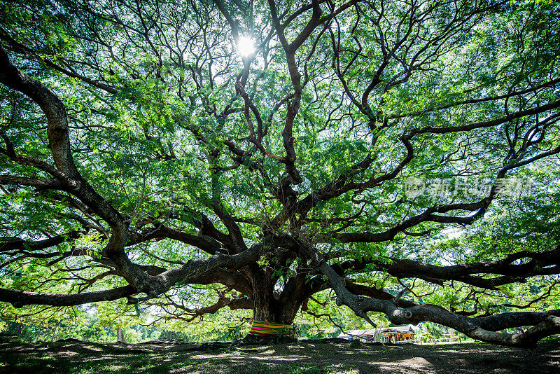 泰国北碧府的大沙门沙门树