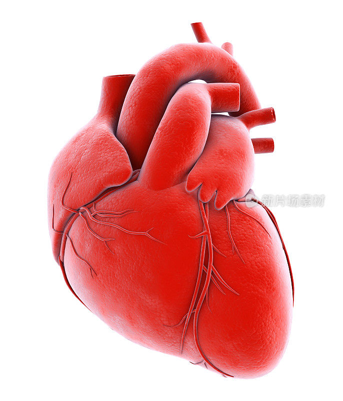 人体内部器官-人的心脏。