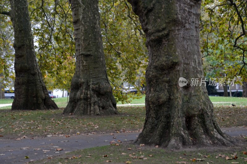 伦敦圣詹姆斯公园的橡树