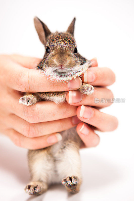 手里拿着一个小兔子