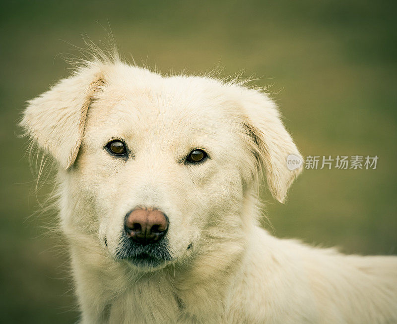 马瑞玛或阿布鲁泽牧羊犬肖像