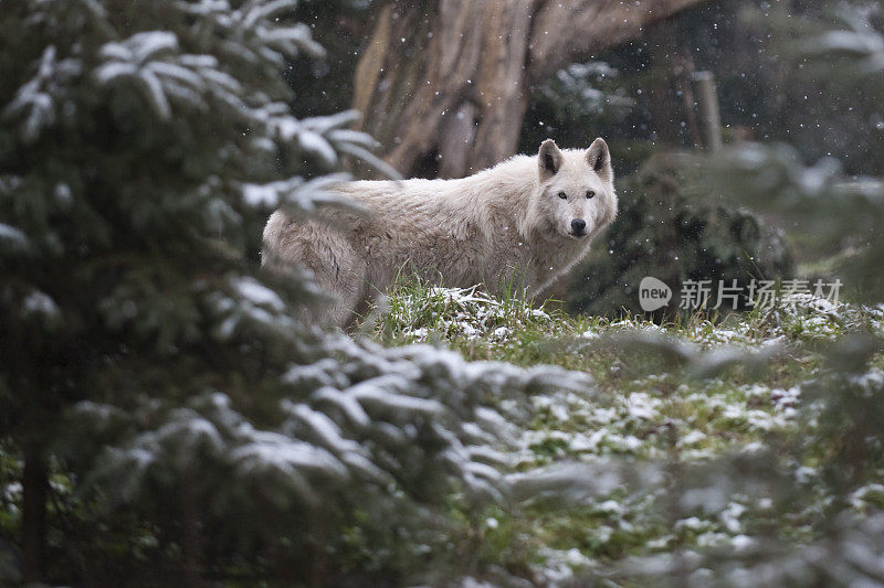 雪中的灰狼