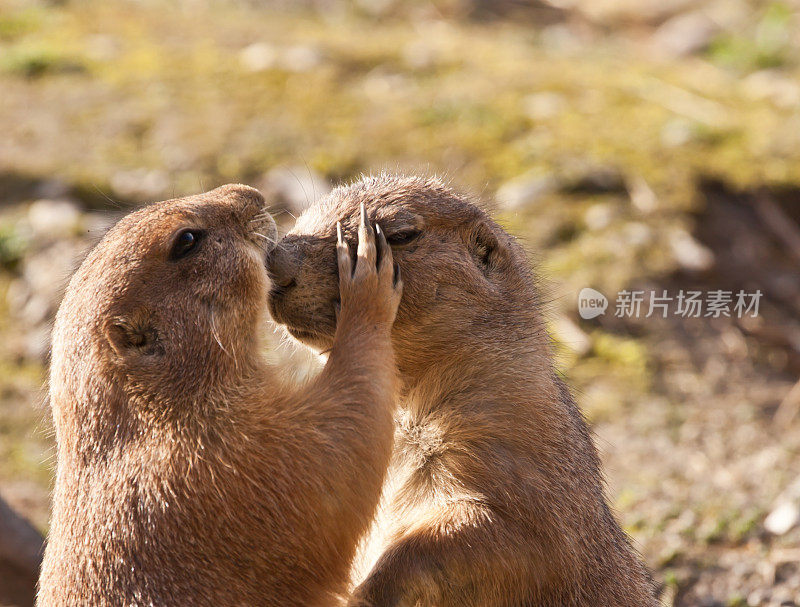 拥抱草原犬鼠