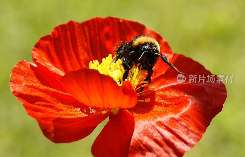 大黄蜂在罂粟花上