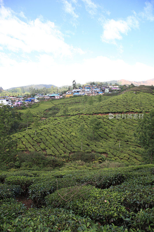 印度喀拉拉邦穆纳尔的茶园