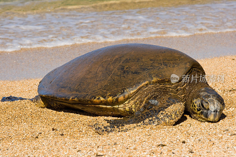 海滩上的海龟