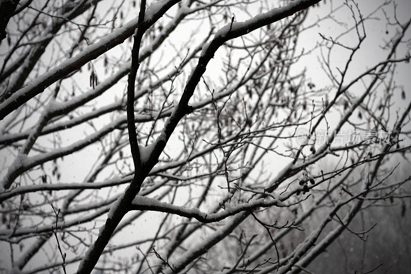 覆盖着雪的光秃秃的树枝