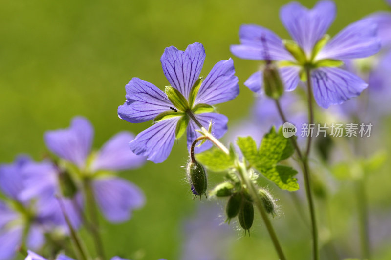 紫花植物野外特写