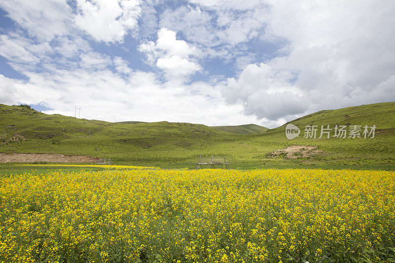 田园诗般的夏日草地全景