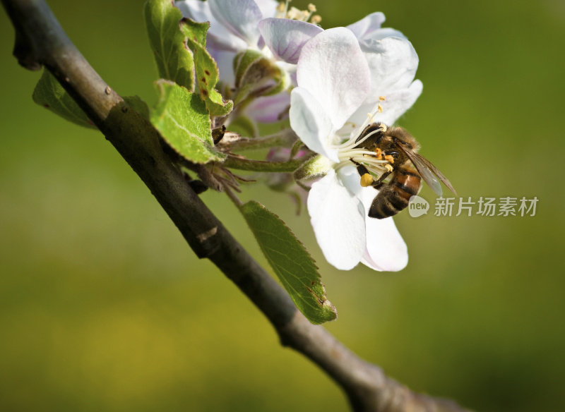 蜜蜂以苹果树的花为食，采集花粉