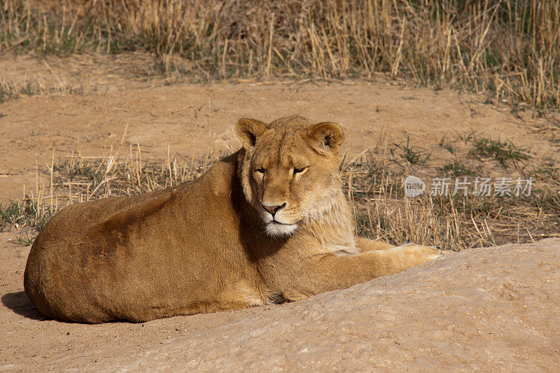 雌性非洲狮子