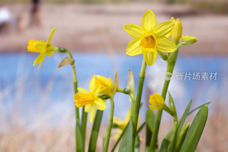 海滩上的水仙花