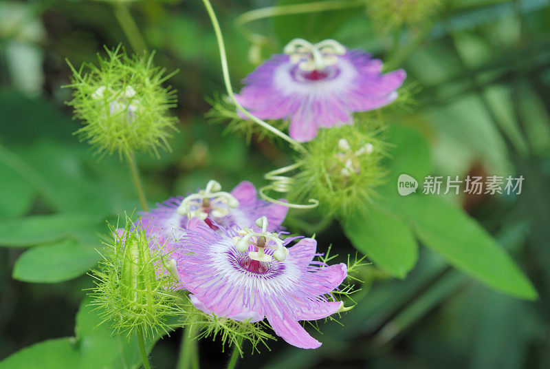 紫色的西番莲花特写。西番莲