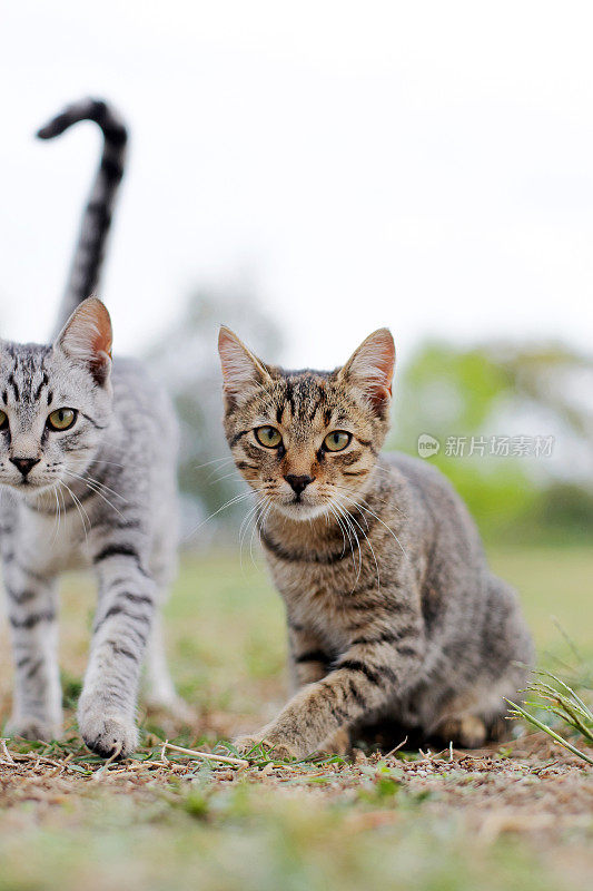 两只可爱的猫