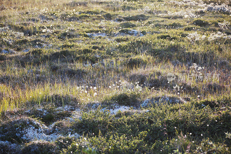 背光沼泽与棉花草。